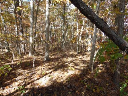 00 HOLLY, Galloway Township, NJ, 08205 Main Picture